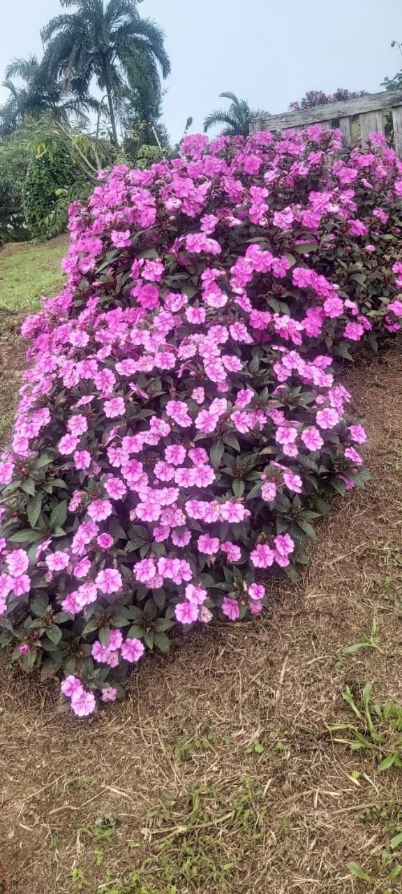 El Rincon De Las Flores Bajo Tigre Ngoại thất bức ảnh