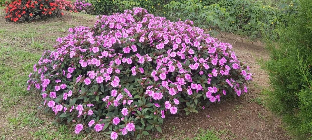 El Rincon De Las Flores Bajo Tigre Ngoại thất bức ảnh